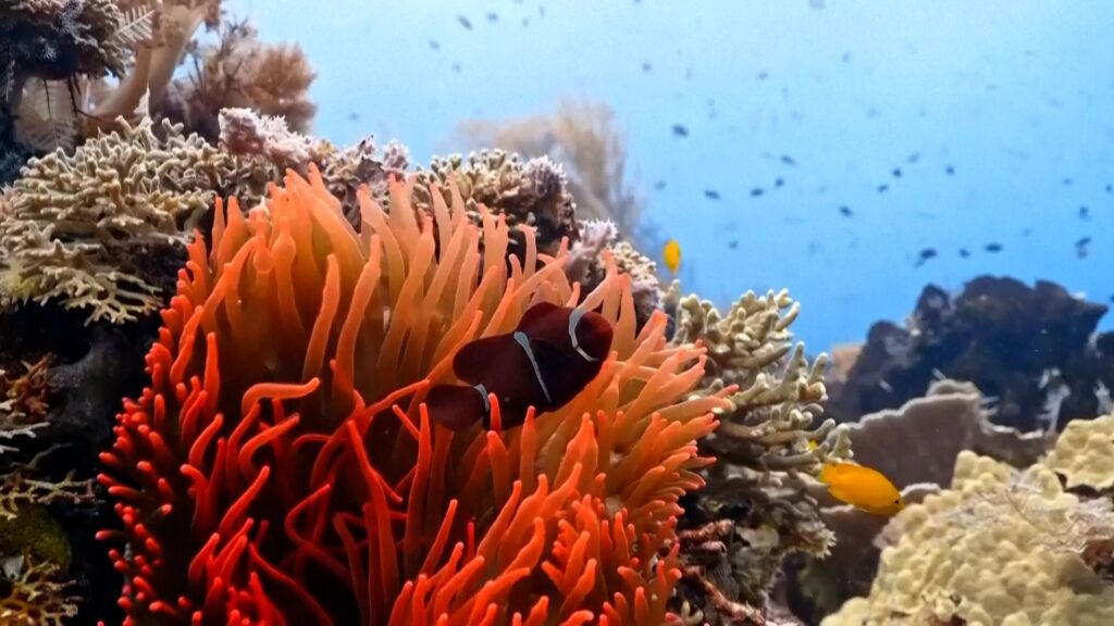 Ocean temperatures hit record highs as El Niño looms | Climate