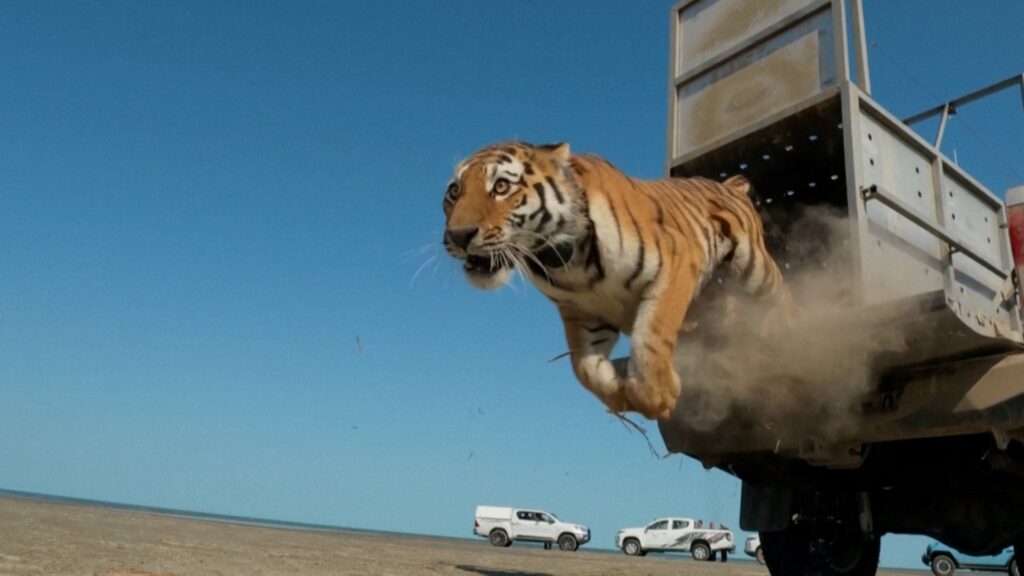 Kazakhstan releases first tiger to restore extinct species | Tourism