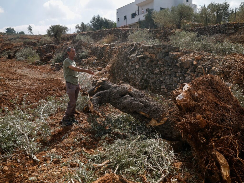 ‘They uprooted it all’: Israel bulldozes Palestinian-owned olive groves | Agriculture News