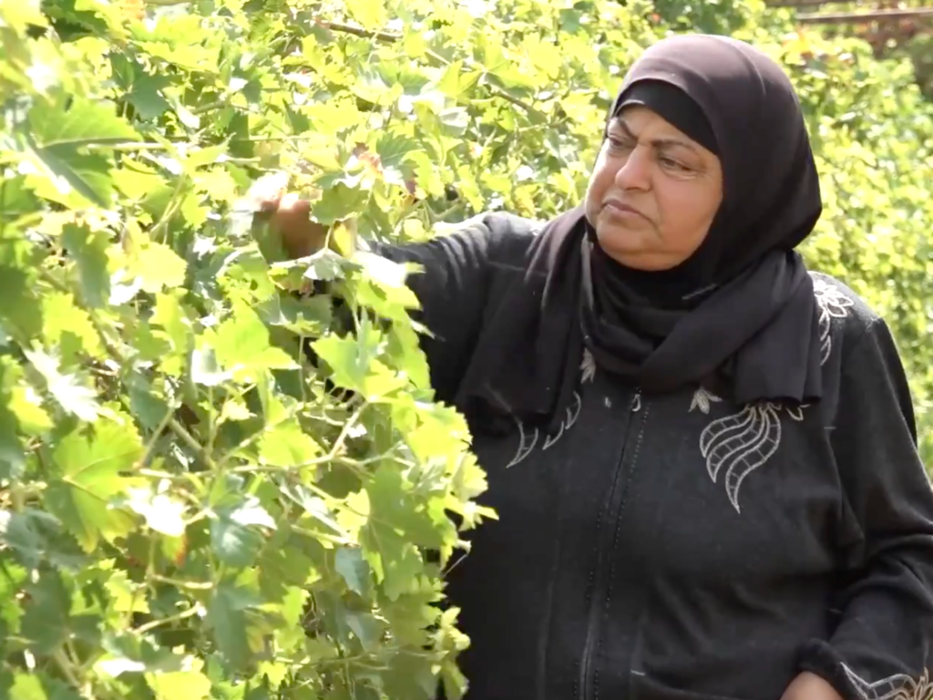 Palestinian farmers battle settler sabotage to save Hebron crops, livestock | Israel-Palestine conflict News