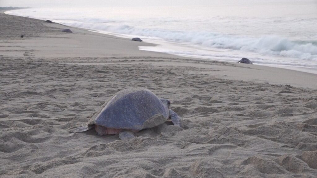Spectacular turtle nesting event in southern Mexico | Environment