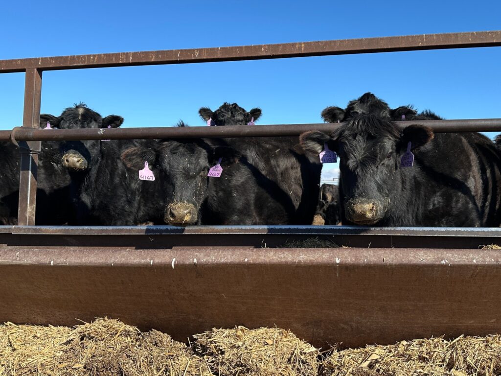 Trump’s tariff pause angers some US ranchers, boosts Brazilian beef imports | US Midterm Elections 2026 News