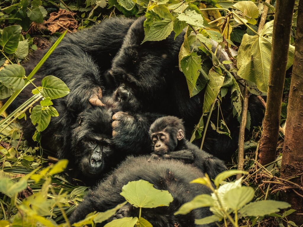 ‘Nature can recover’: Inside the race to rescue world’s crisis-hit wildlife | Wildlife News