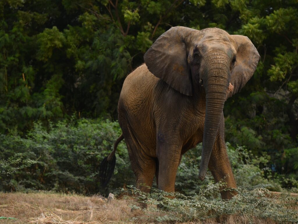 Keeping Madhubala alive: The fight for Karachi’s captive elephants | Wildlife