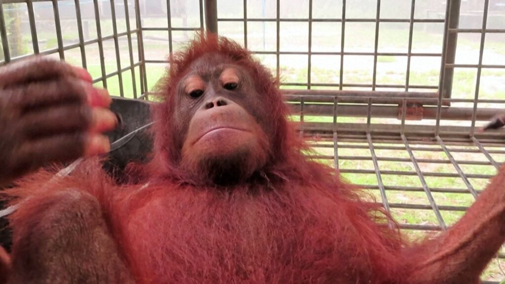 Injured Orangutan rescued from Indonesia wildfires | Climate Crisis